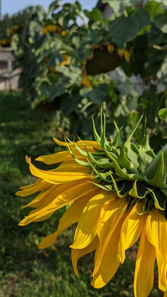 Фотография автора Васильева Ирина