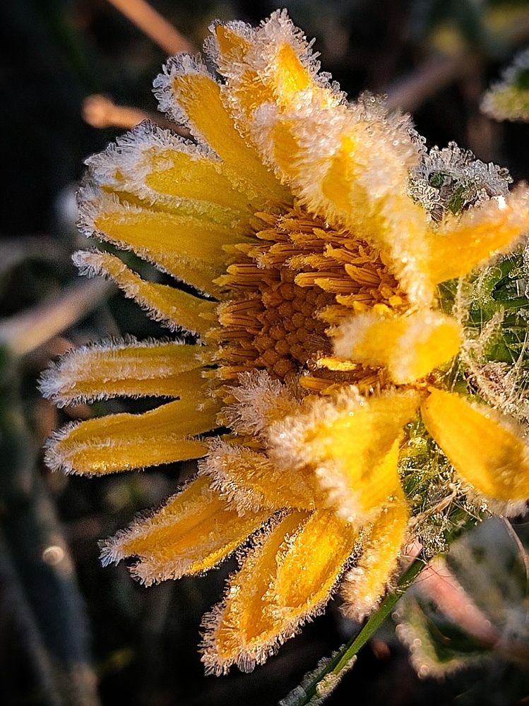 Фотография автора Инга Шевелёва