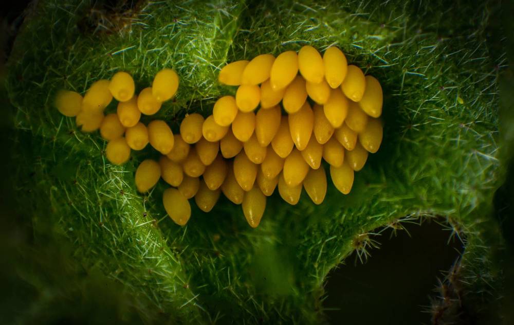 Photograph by Dewindu H. Fernando