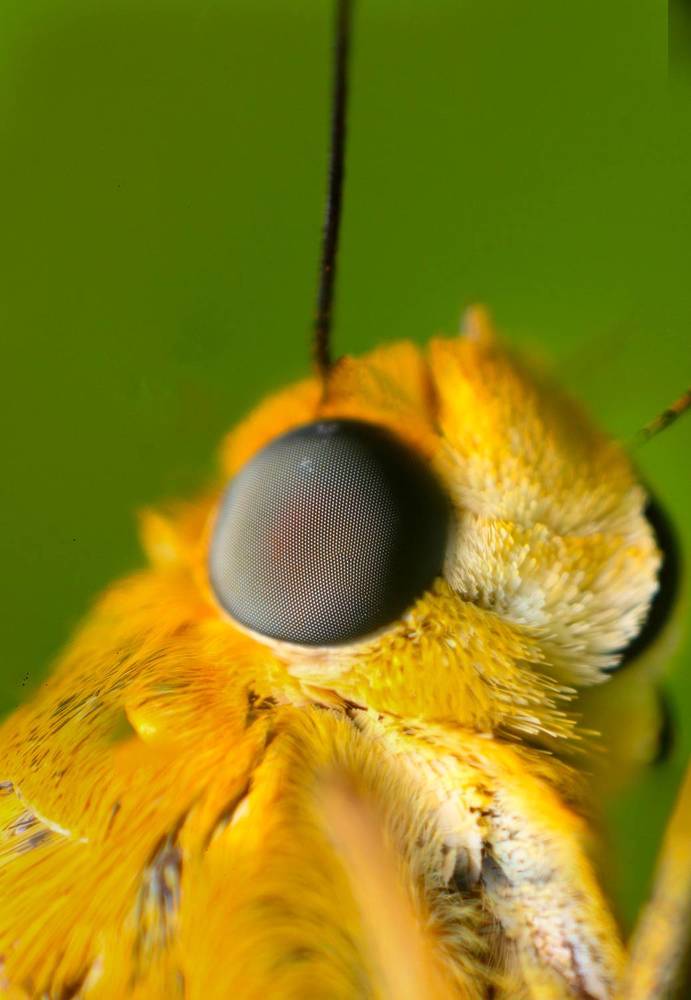 Photograph by Dewindu H. Fernando