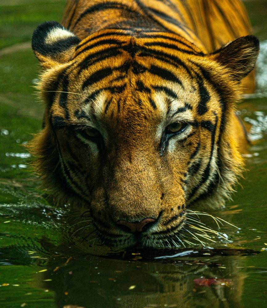 Photograph by Oshadha Priyankara