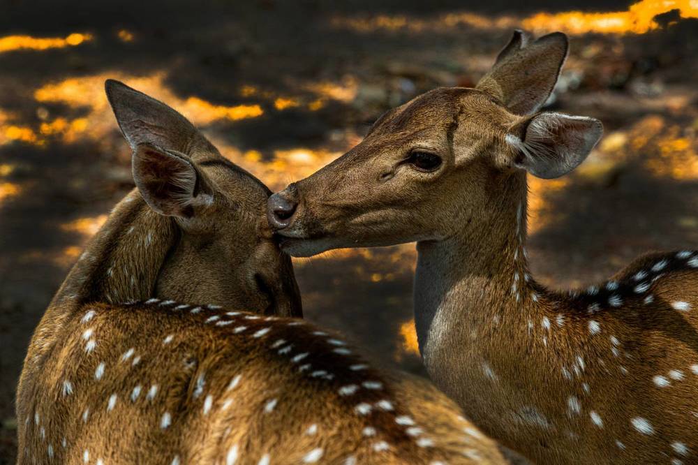 Photograph by Oshadha Priyankara