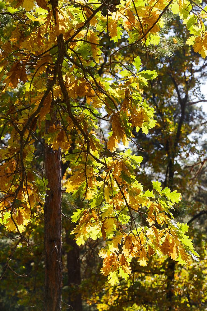 Photograph by Olga Shtin