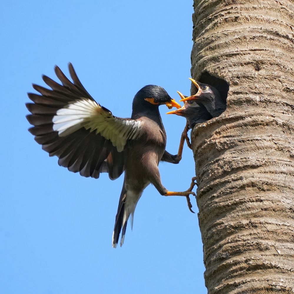 Photograph by ANEESH BHASKARAN