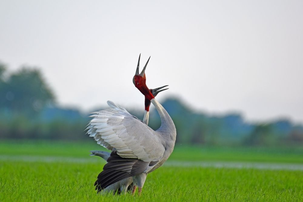 Photograph by ANEESH BHASKARAN