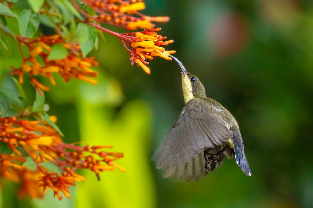 Photograph by Abhijith VG