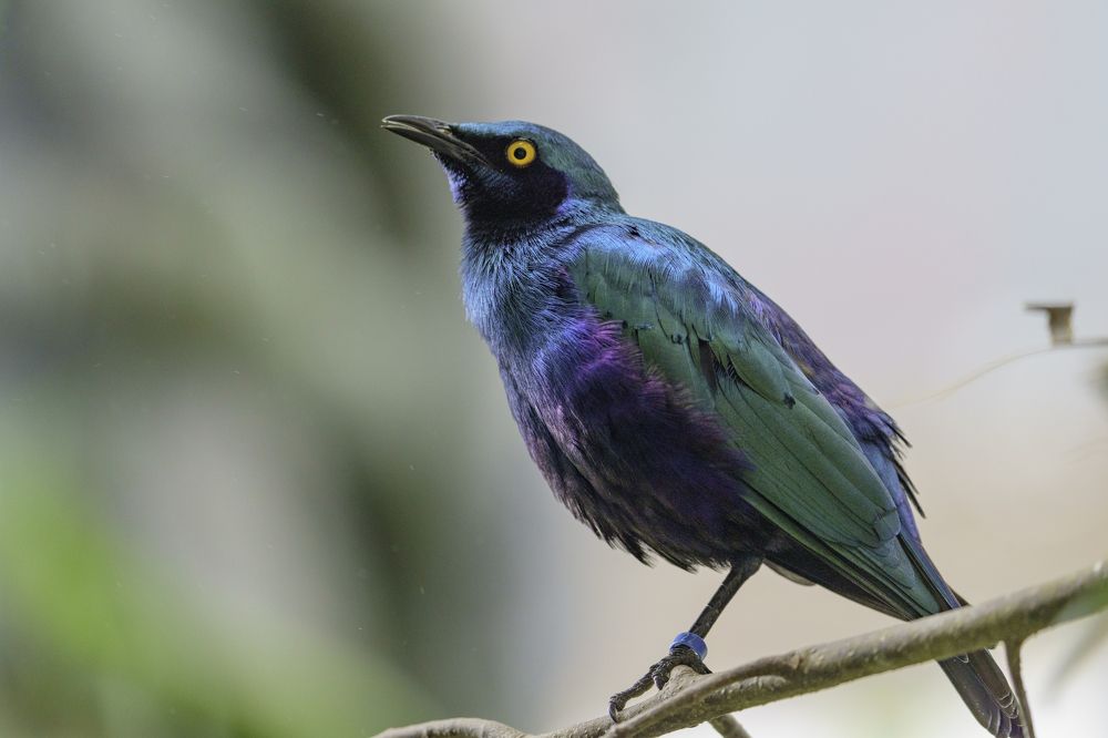 Photograph by Rino Suren