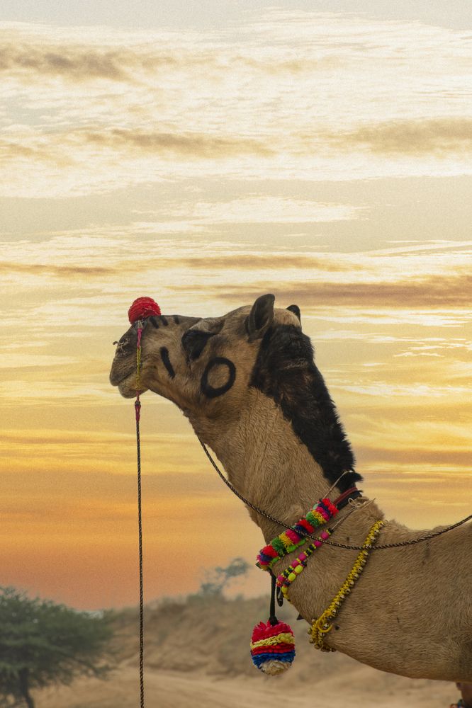 Photograph by prashant bamnawat