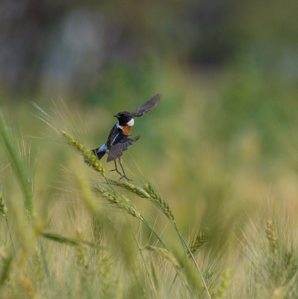 Siberian stonechat