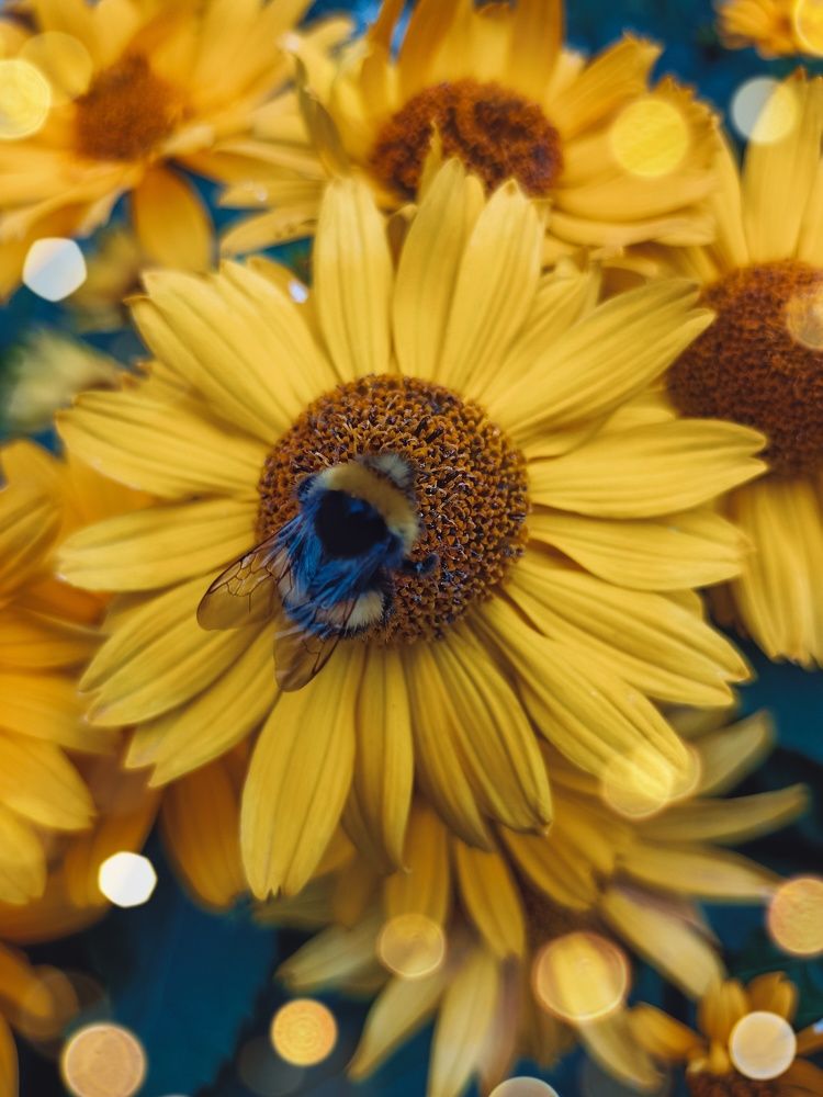 Фотография автора Татьяна Шахова