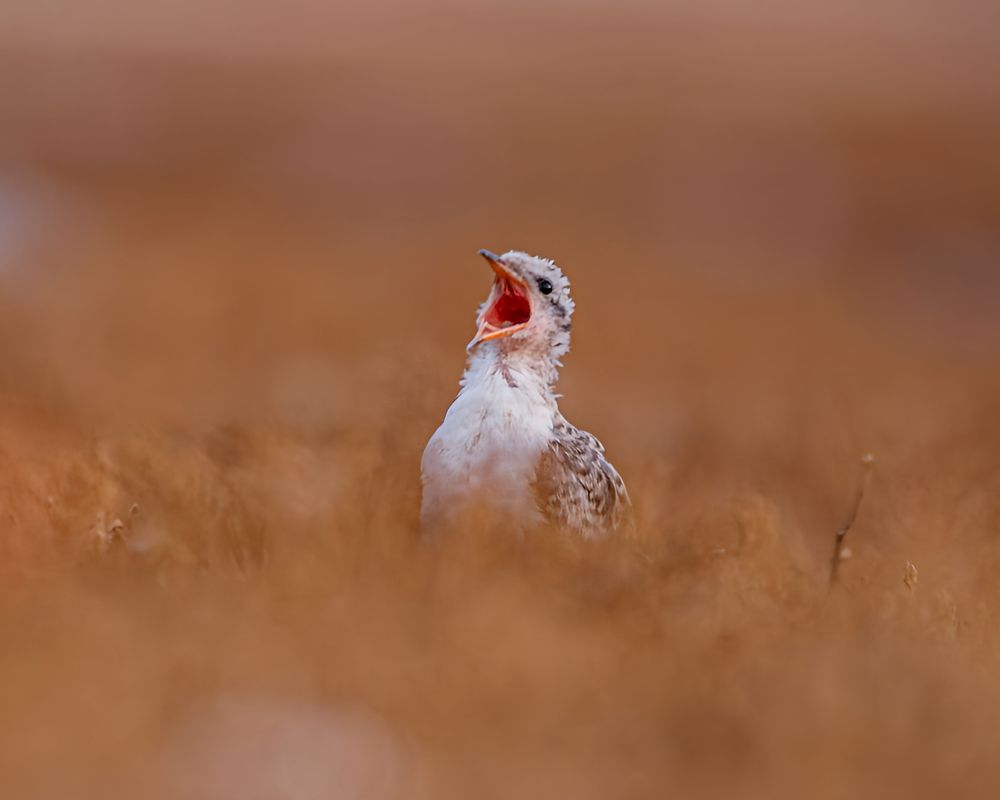 Waiting for the food