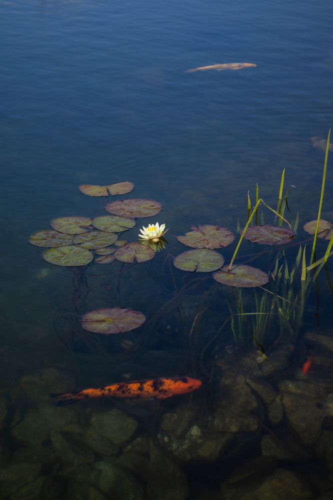 Photograph by Ксения Золотарь