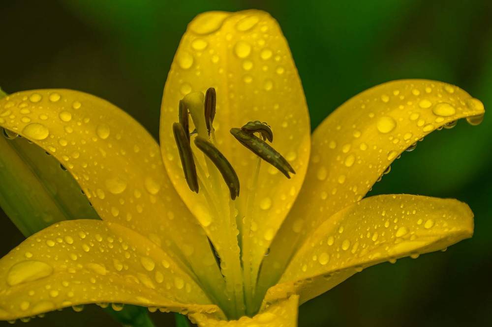 Лилия в каплях дождя