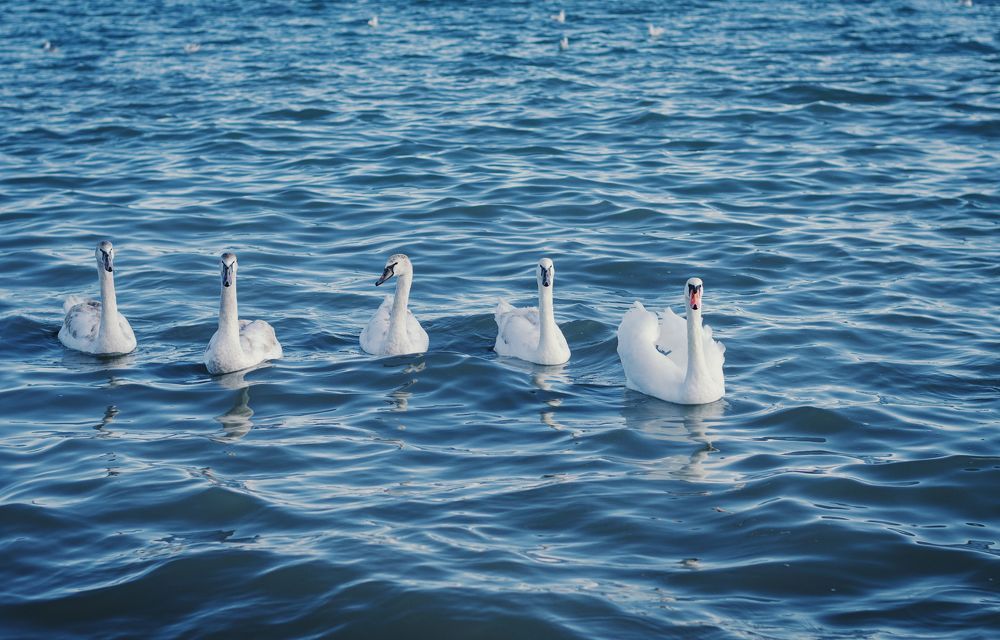 Photograph by Щербак Анатолий