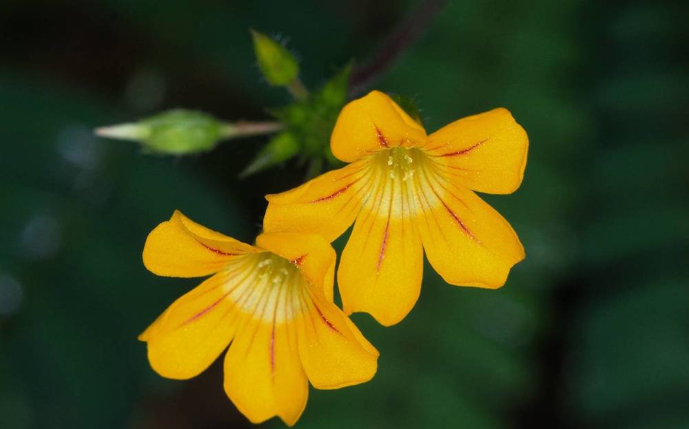 Фотография автора Suresh S S