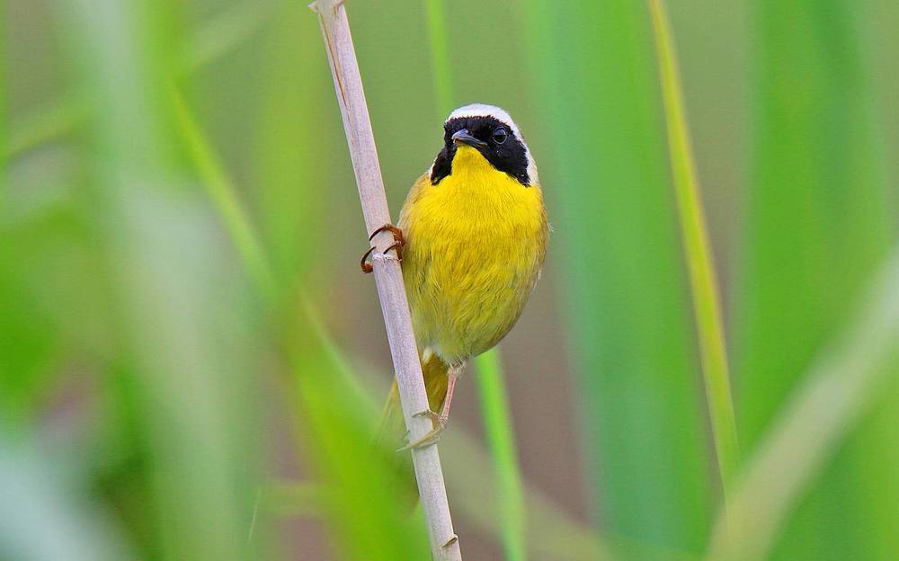 Фотография автора Suresh S S