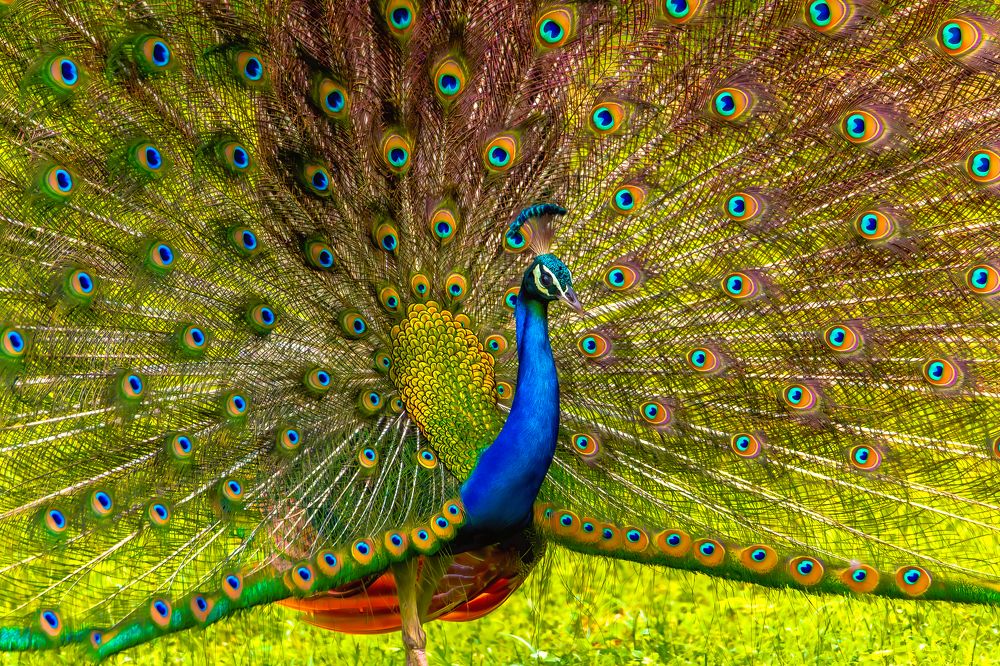 Фотография автора Manoj Nair