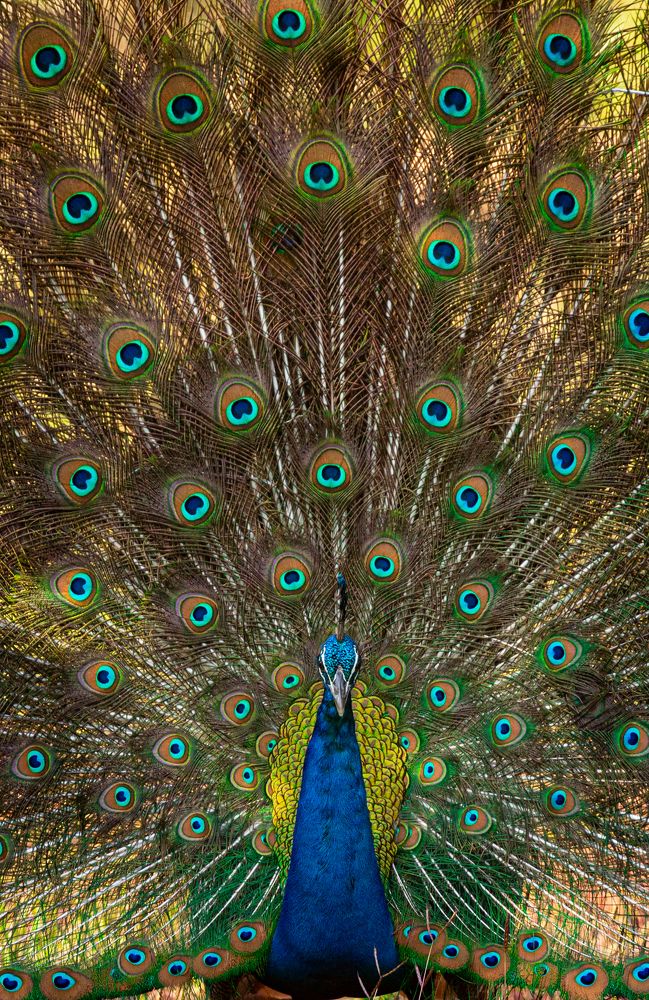 The Indian Peafowl