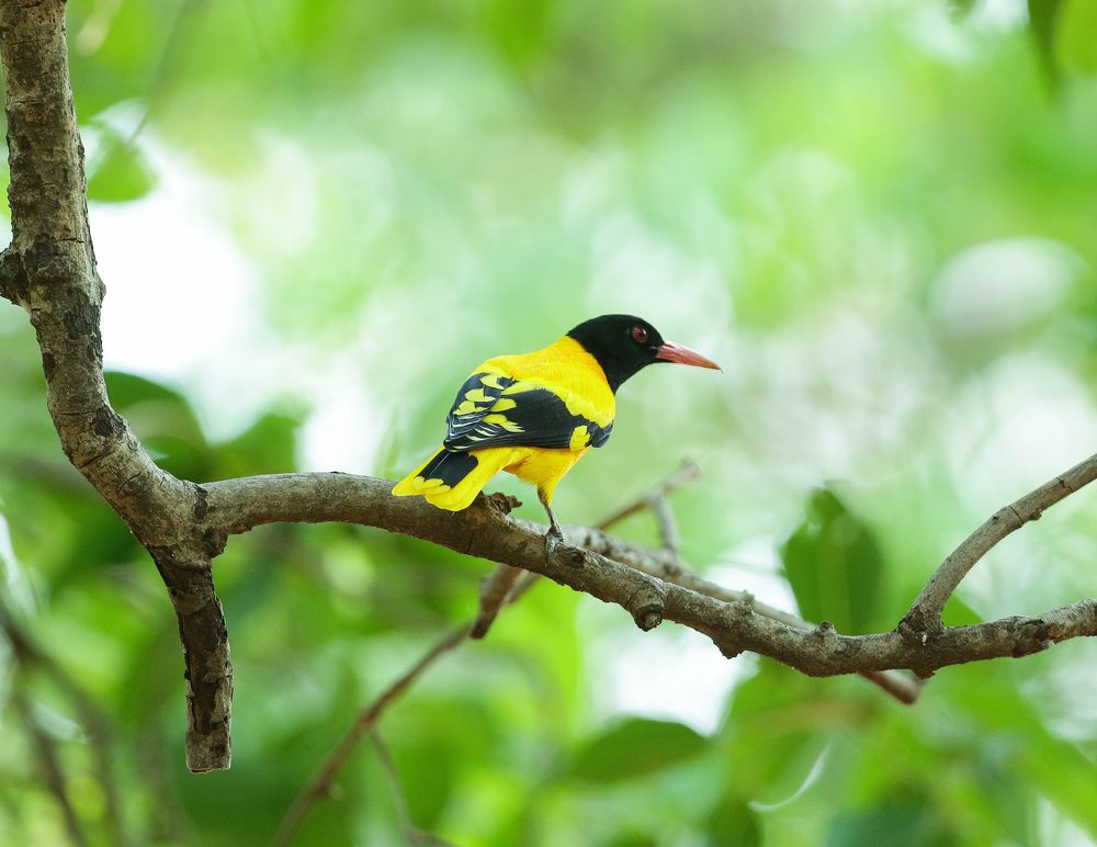 Photograph by Bhautik R. Desai