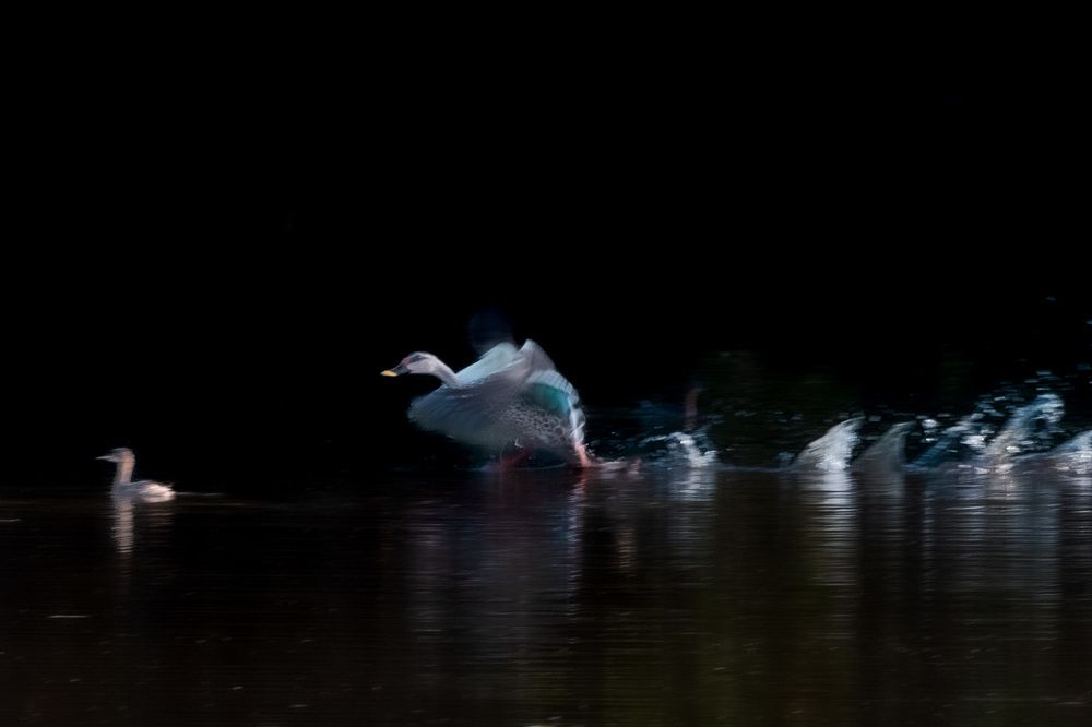 Co-existence of birds