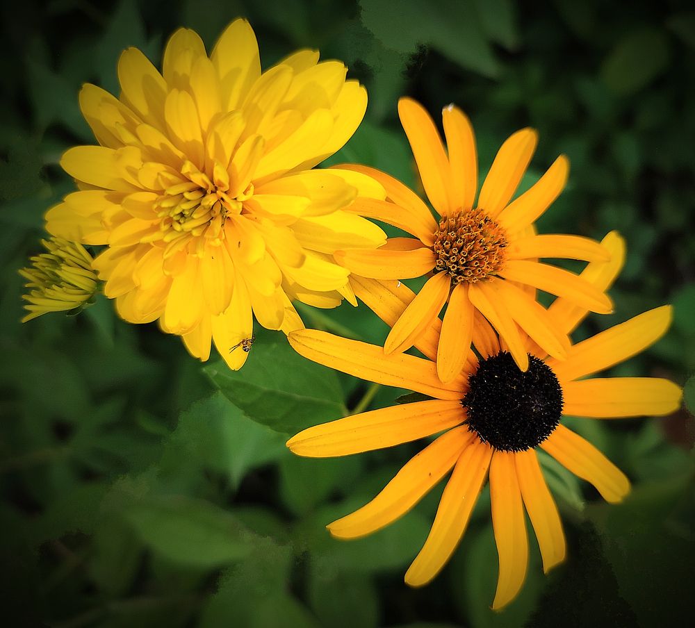 Цвет августа / The Color of August