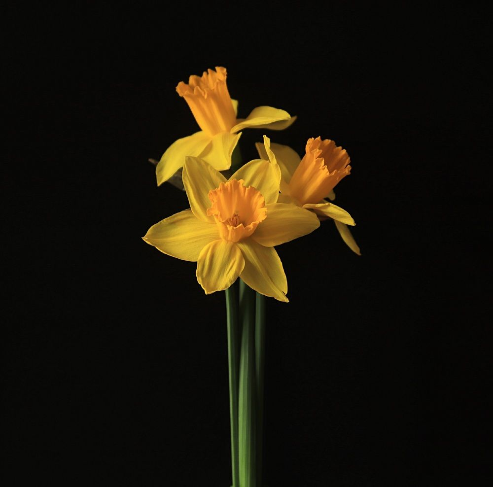 Photograph by Елена Николаева