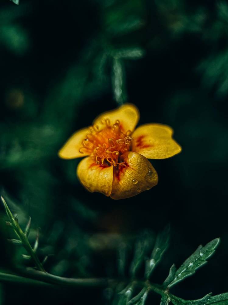 Фотография автора Юлия Осетрова