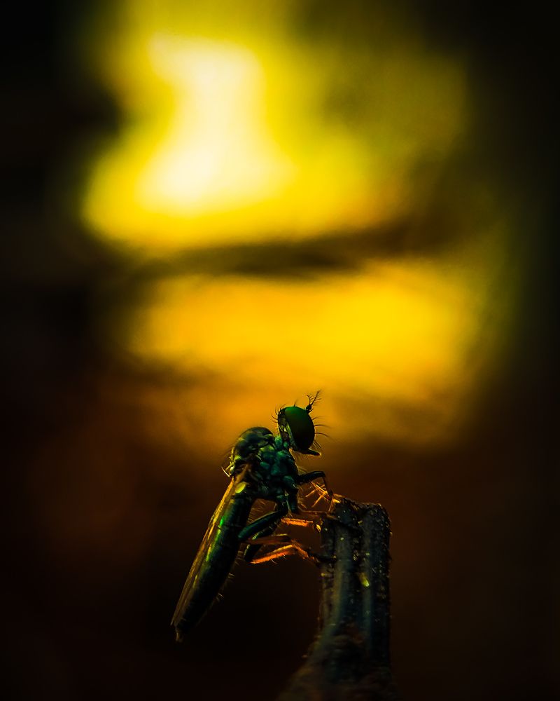 Photograph by Praveen