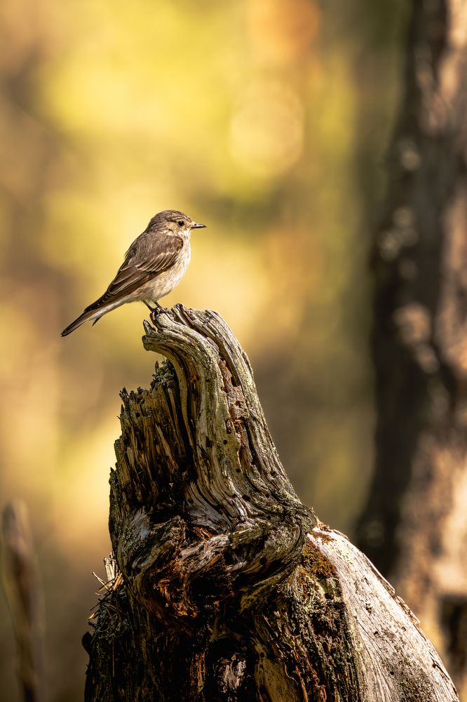 Серая мухоловка / Spotted flycatcher