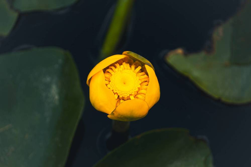 Фотография автора Олег Васильев