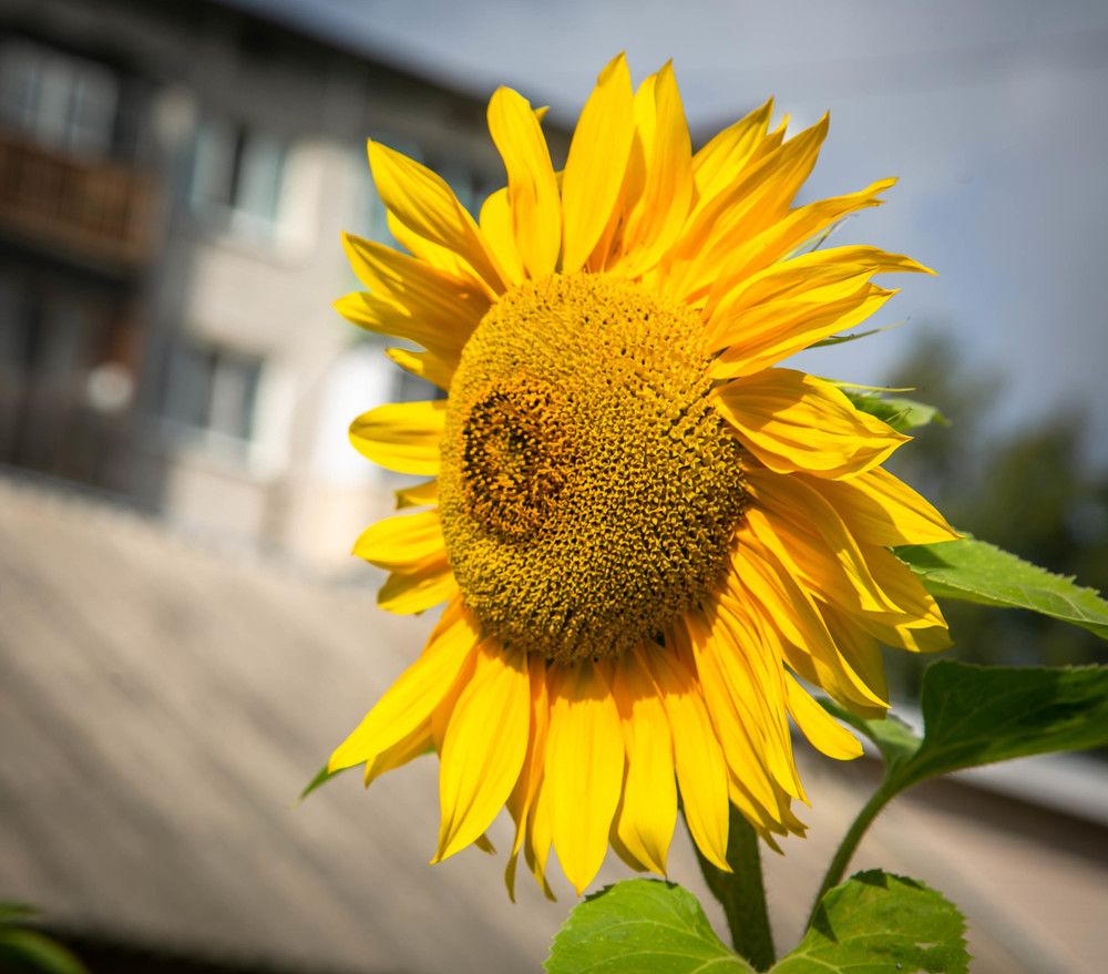 Photograph by Ольга Сафронова