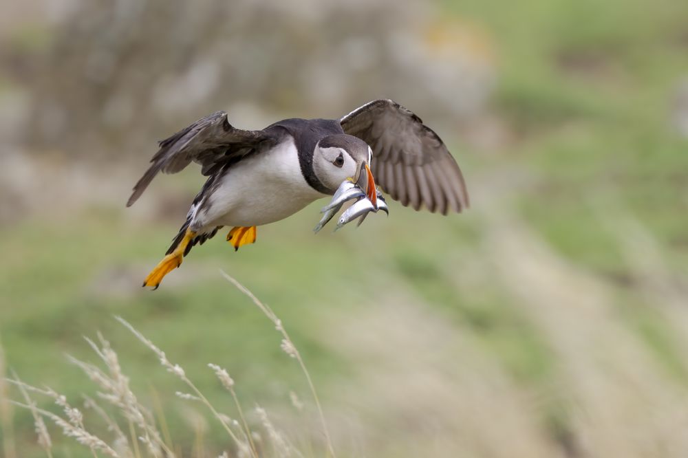 Photograph by Ellen Lichtenheldt