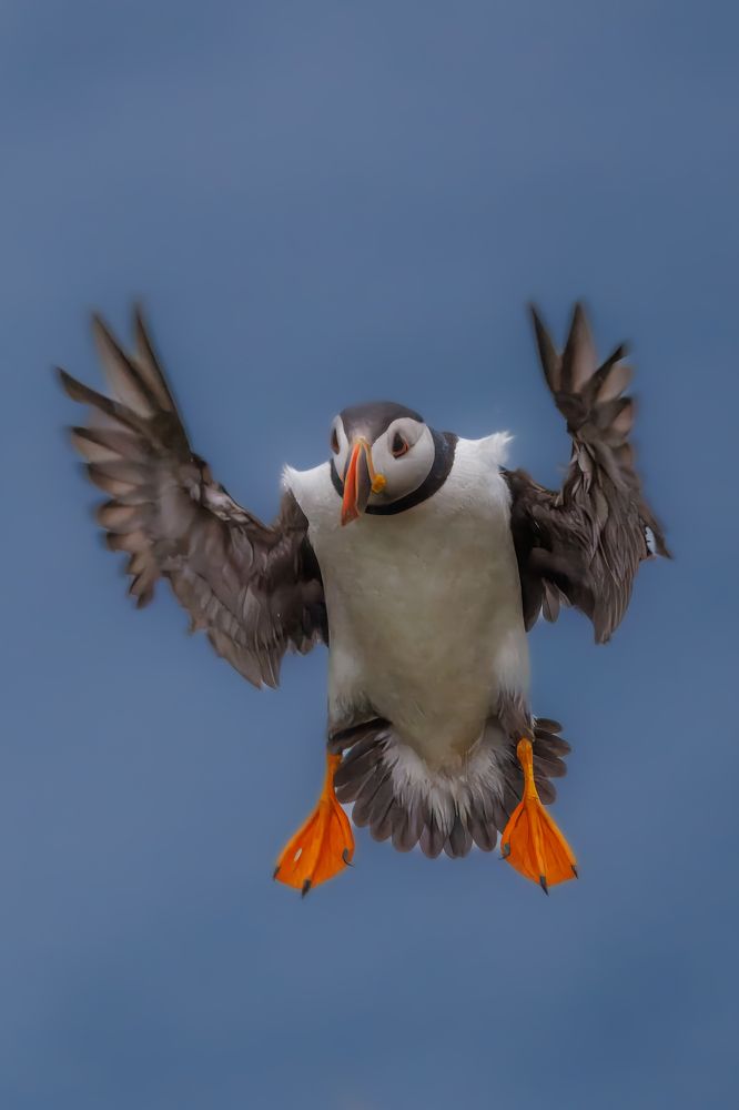 Flying Puffins
