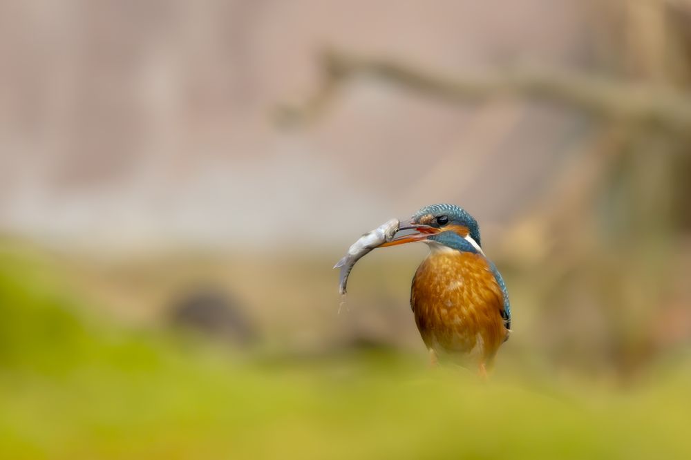 Kingfisher with fish