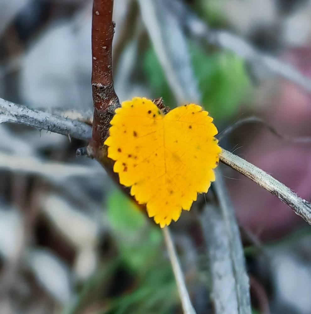 Photograph by Светлана Хамидулина