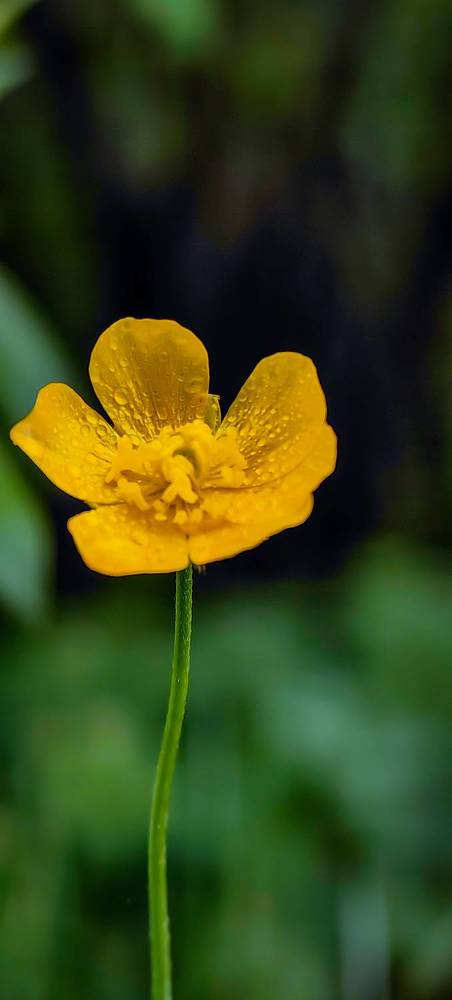 Photograph by Светлана Хамидулина