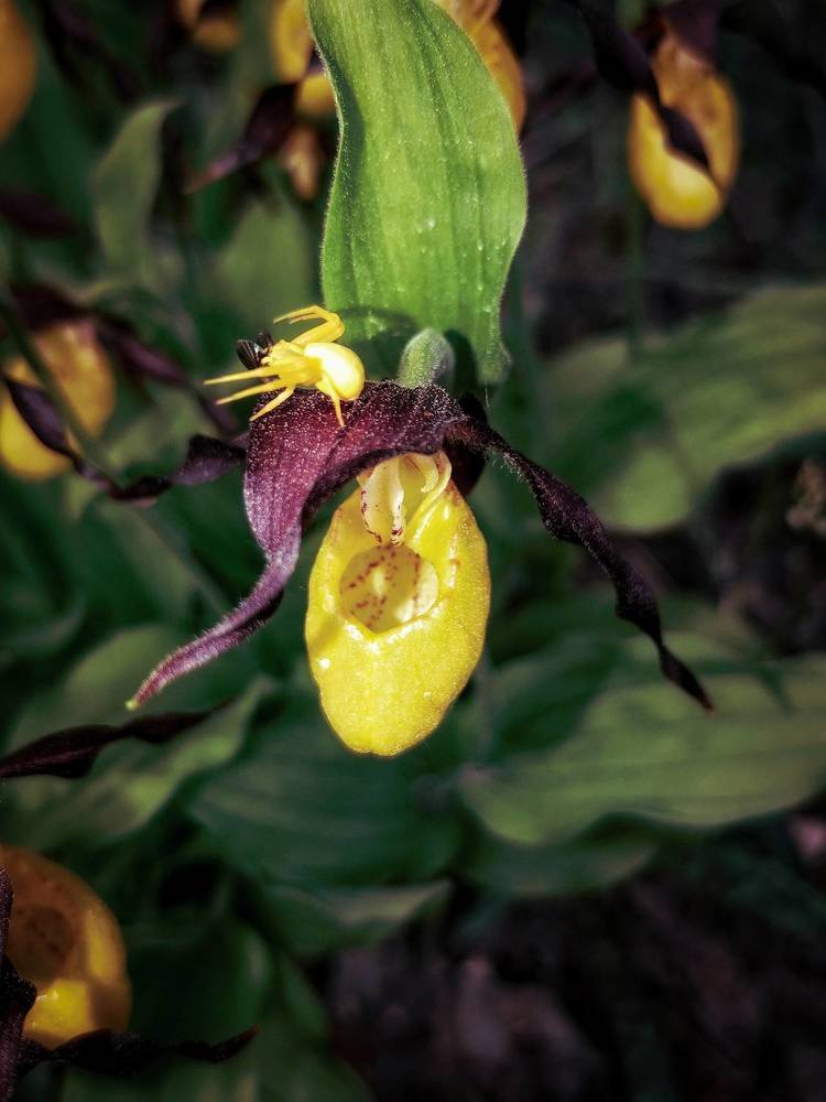 Photograph by Светлана Хамидулина