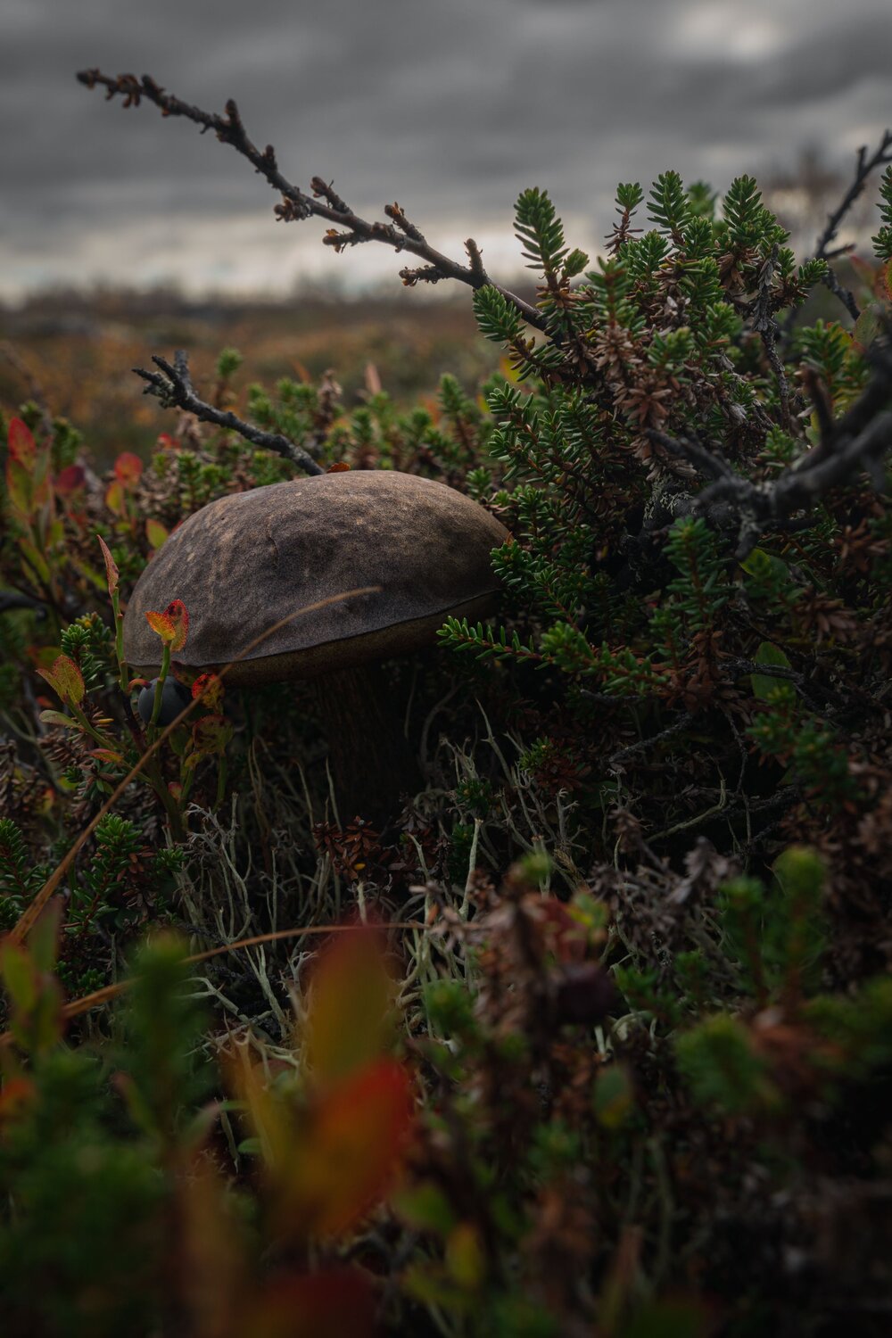 Photo #11120026
