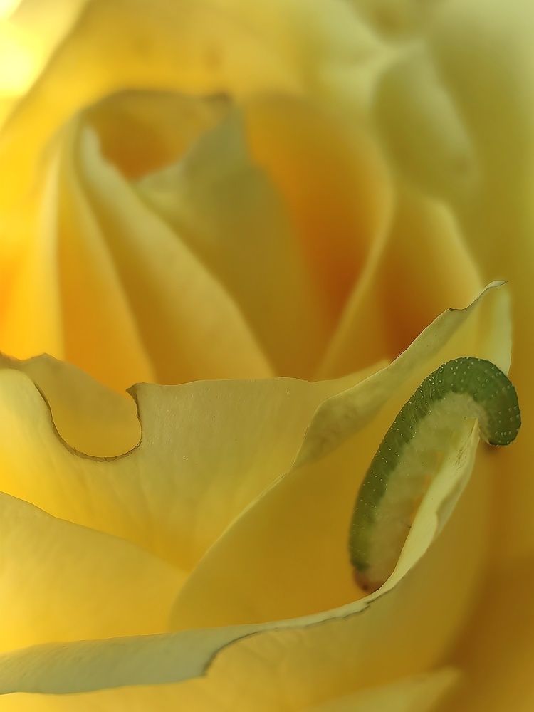Photograph by 