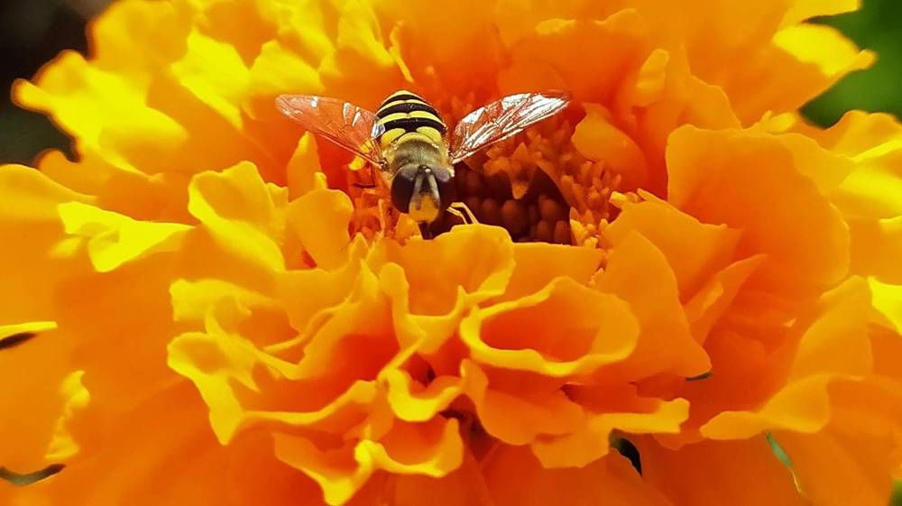 Фотография автора Елена Александрова