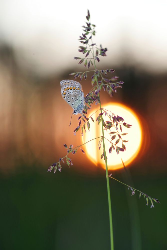 Photograph by Janek Kamja