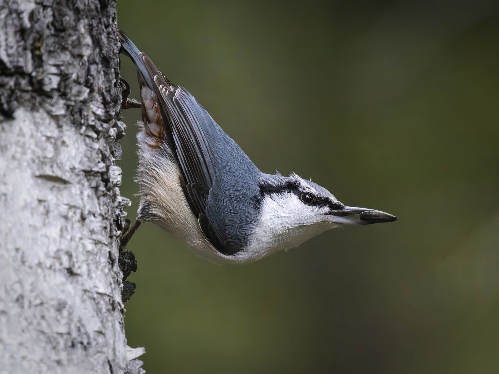Обыкновенный поползень в классической стойке