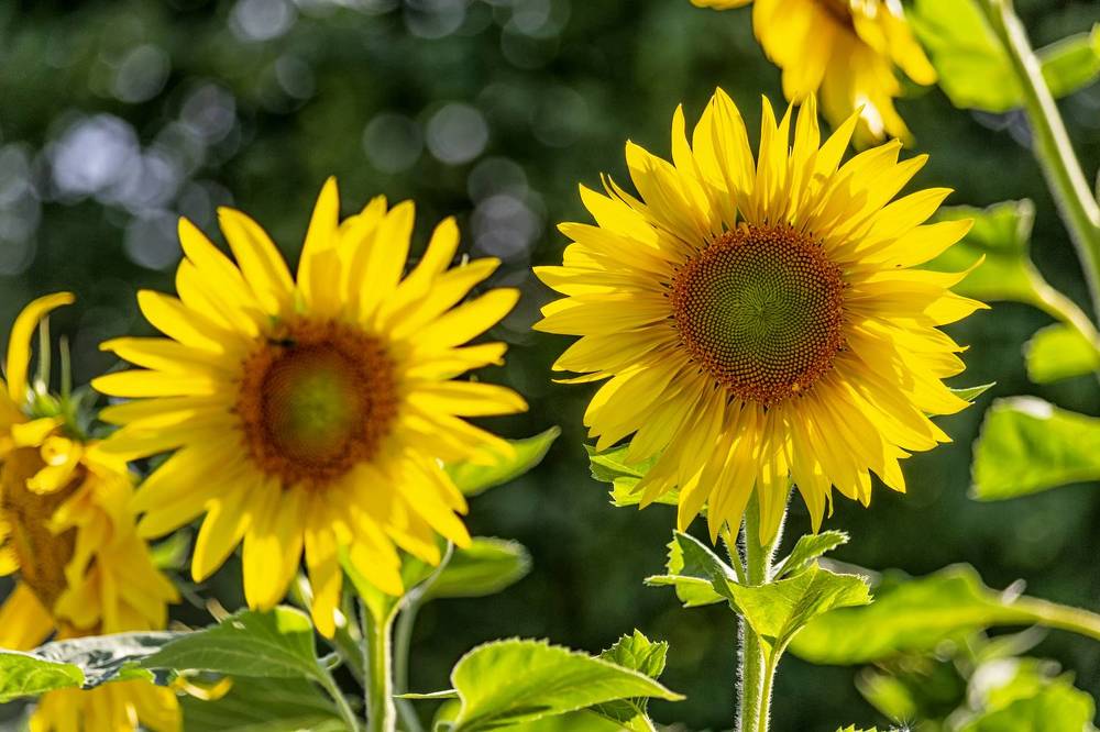 Photograph by Сергей Феофанов