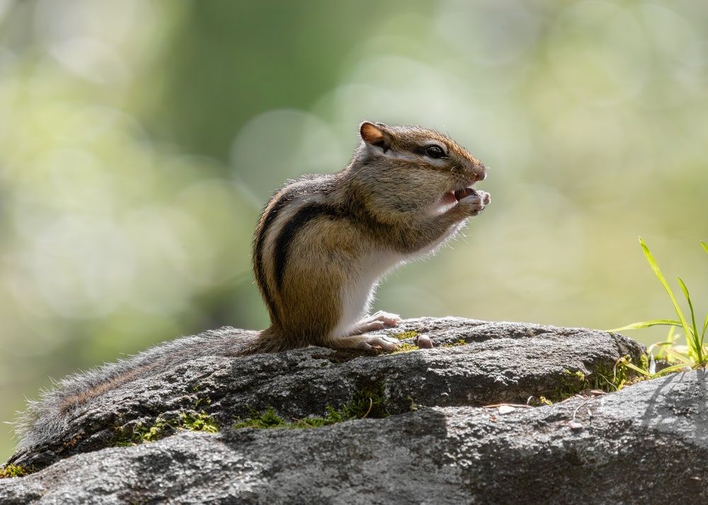 Сибирский бурундук