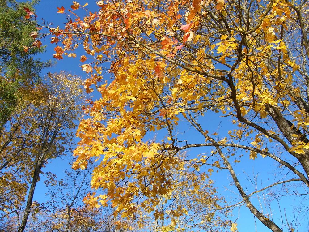 Цвета осени