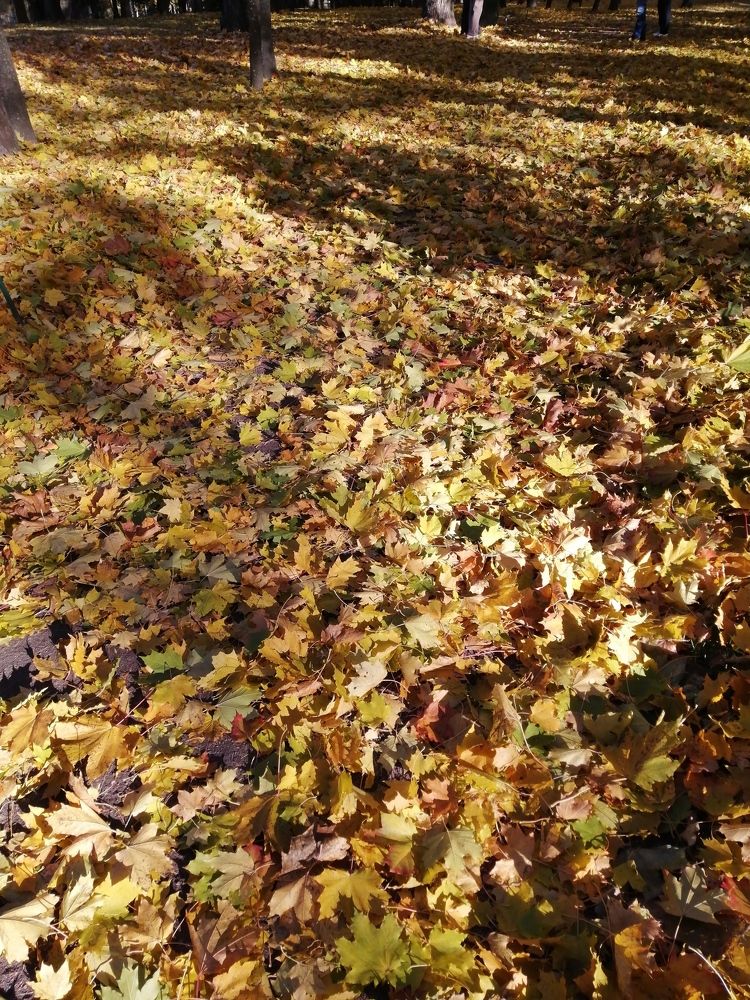 Осенний ковер