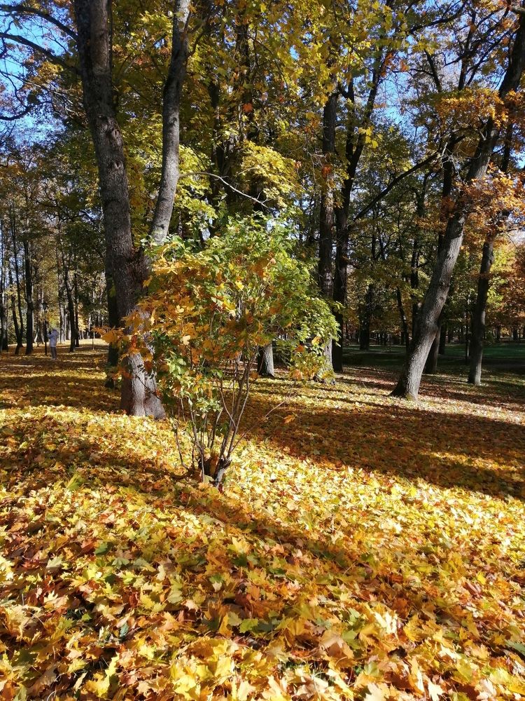 Осень в гатчинском парке