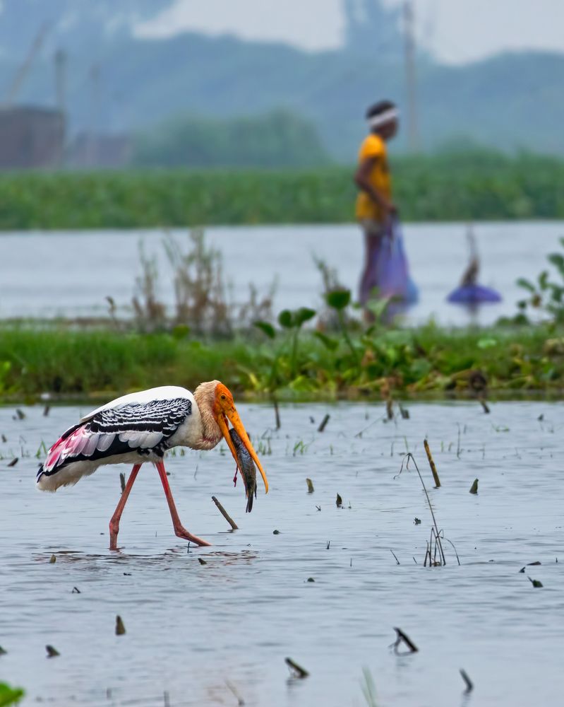 Фотография автора hitesh chawla