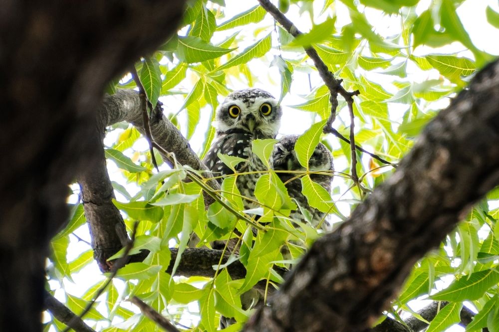 Curious owlets