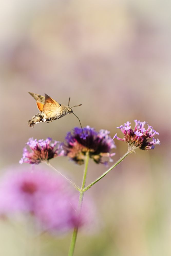 Photograph by Гусева Марина